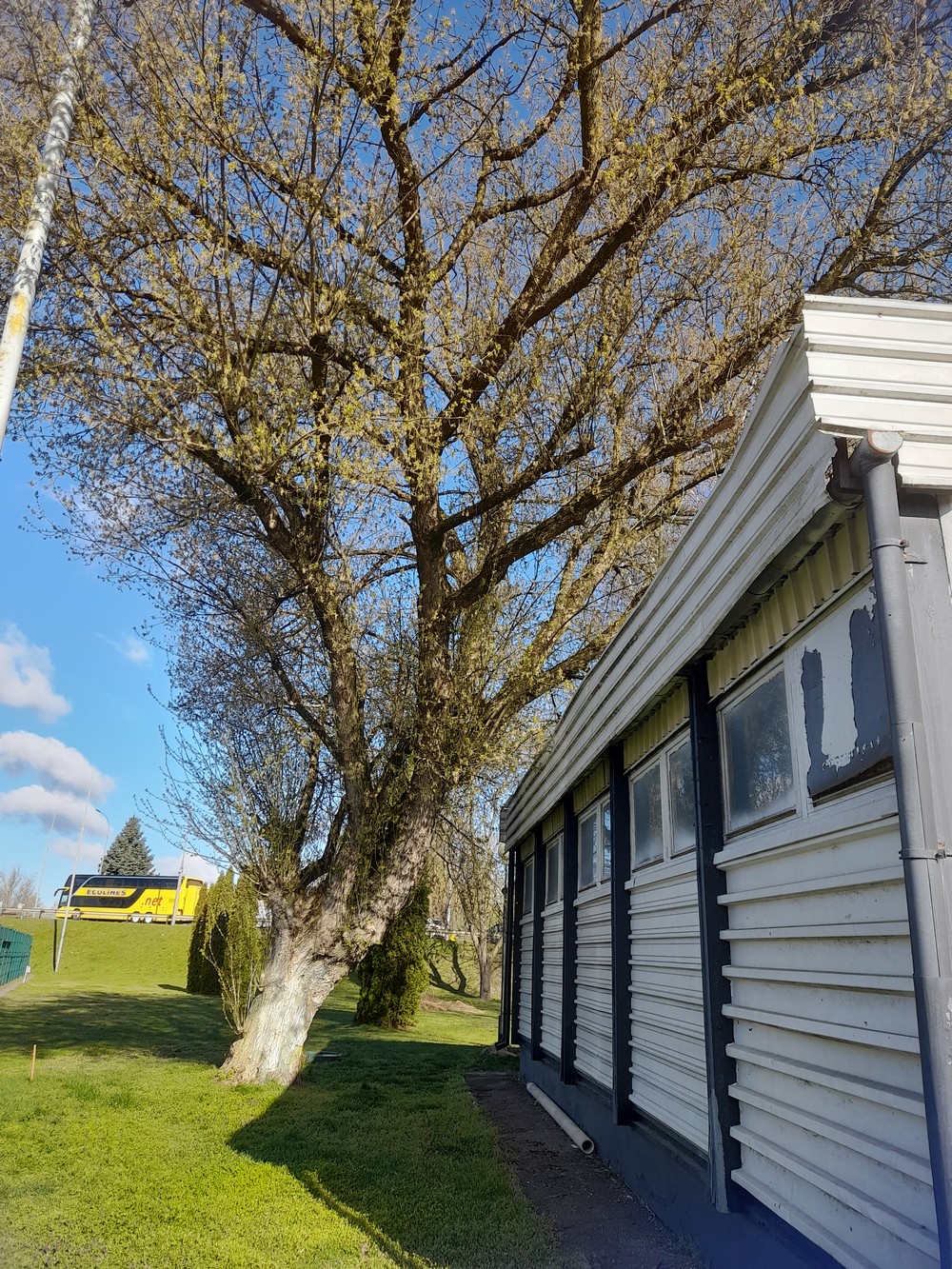 Одно из деревьев, которое хотят спилить (кронировать). Фото с сайта госзакупок