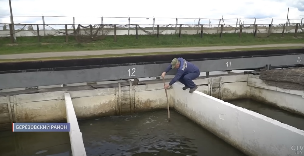 Опытный рыбхоз «Селец». Березовский район, Брестская область. Сриншот с сюжета СТВ.