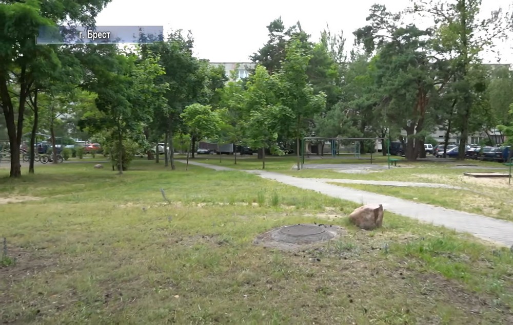 Все эти деревья в Южном спилят ради строительства детского сада. Скриншот видео