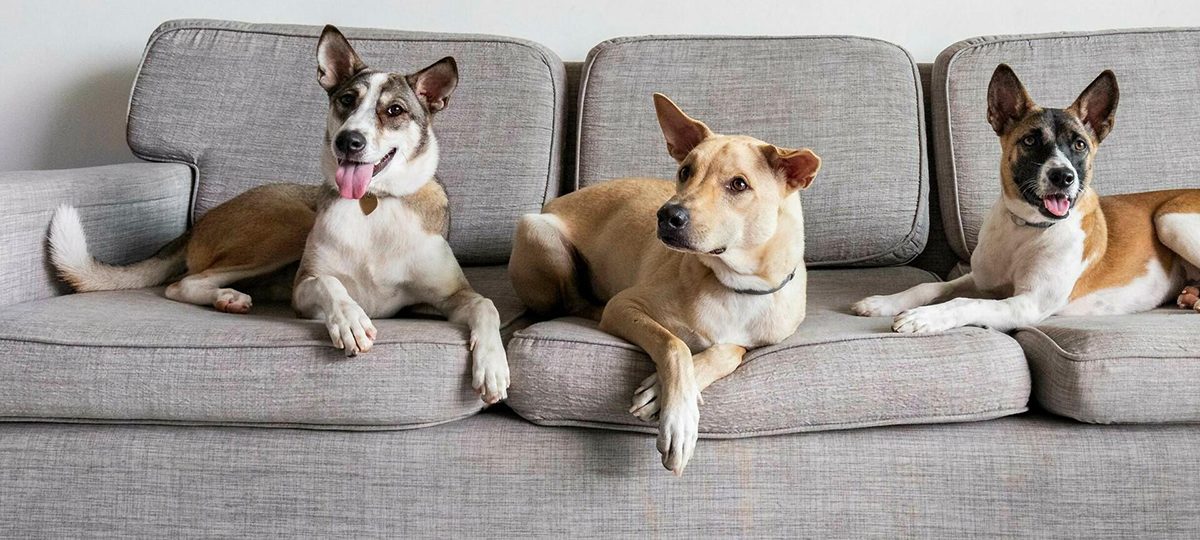 три взрослых пса сидят на диване дома