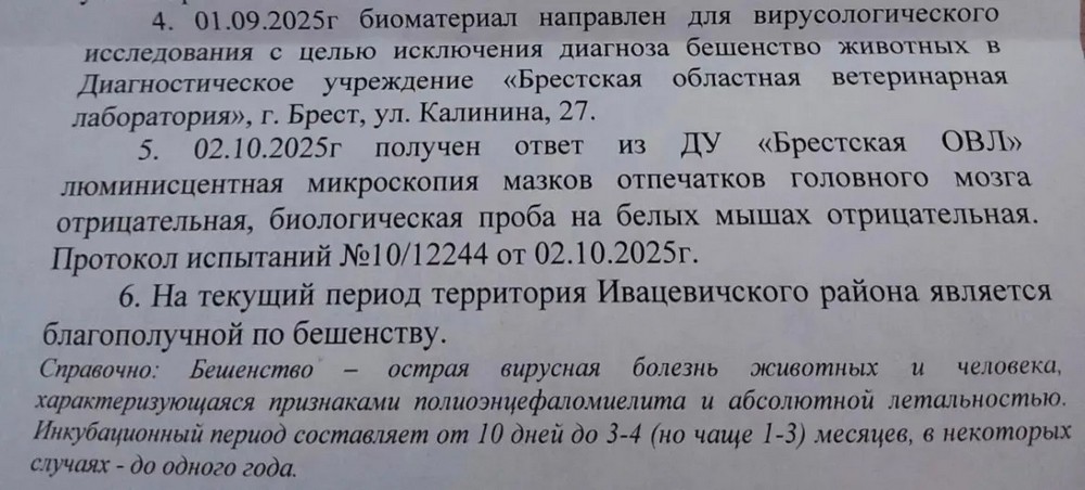 Ответ ветеринаров по поводу бешенства волчонка. Фото: 1pr.live
