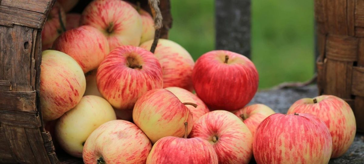 Яблоки, корзинка, сад