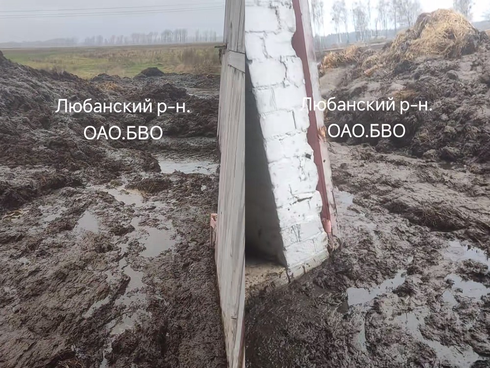 брудны кароўнік 