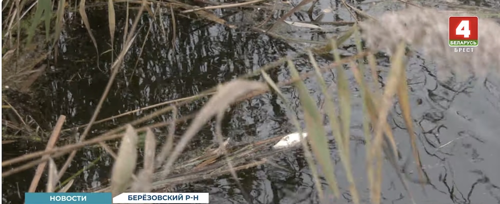 Мертвая рыба в реке у Березовской ГРЭС.