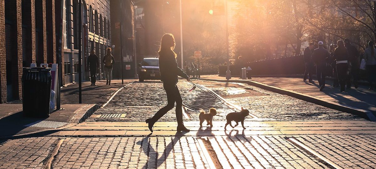 Собака, пес, прогулка