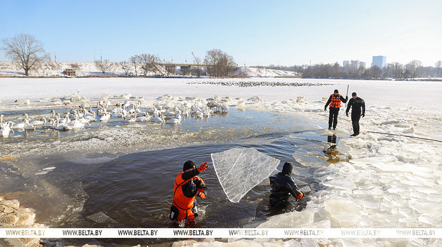 Спасатели увеличивают полынью для лебедей на набережной Мухавца в Бресте. 