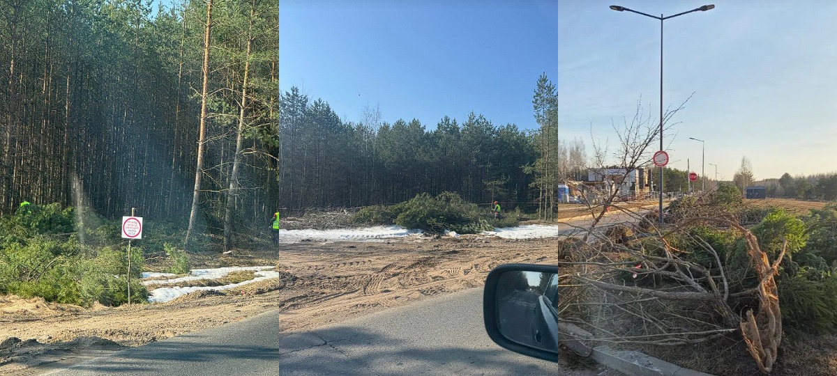 вырубка деревьев в колодищах