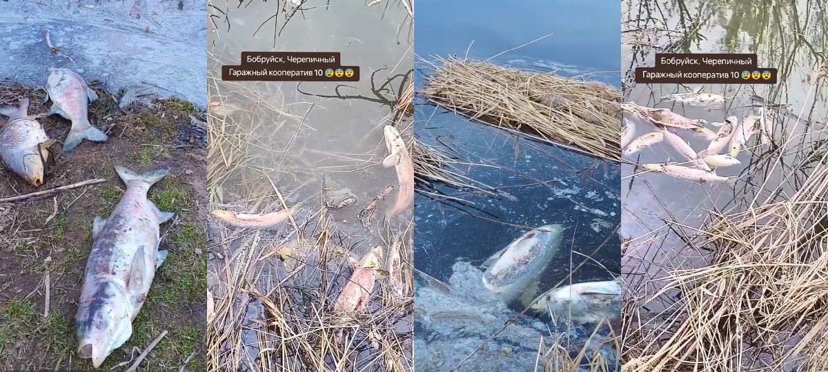 мёртвая рыба