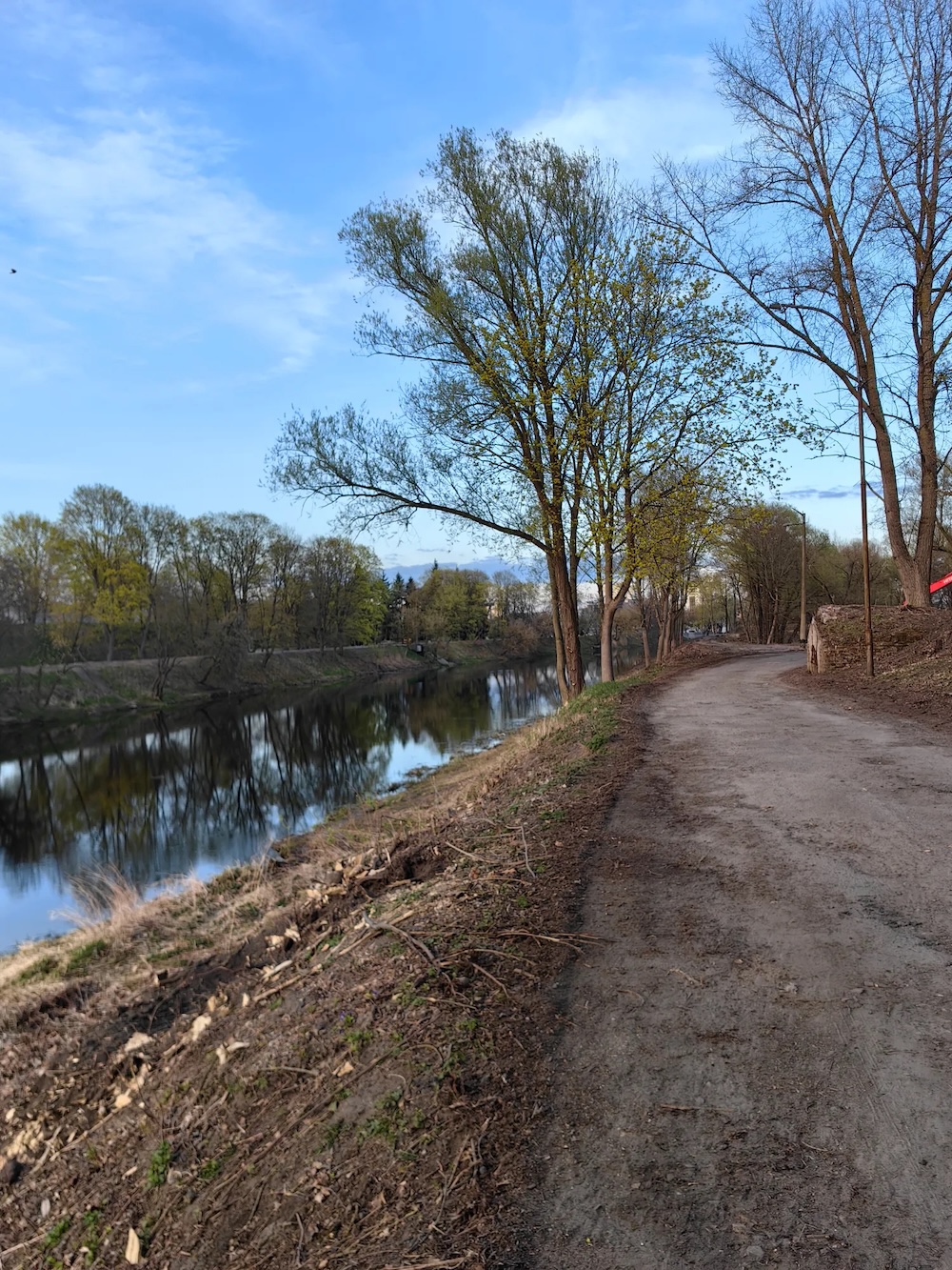 Вырубка деревьев в городе в Бресте