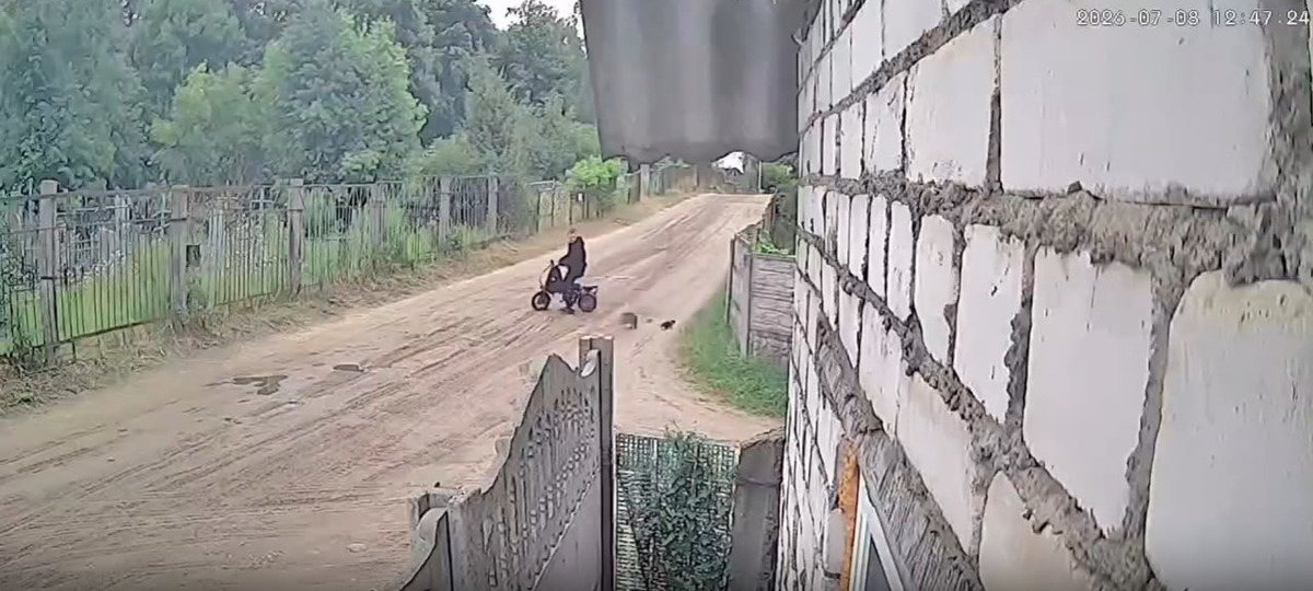 В Борисове парень оставил возле кладбища кошку и котенка. Скриншот видео