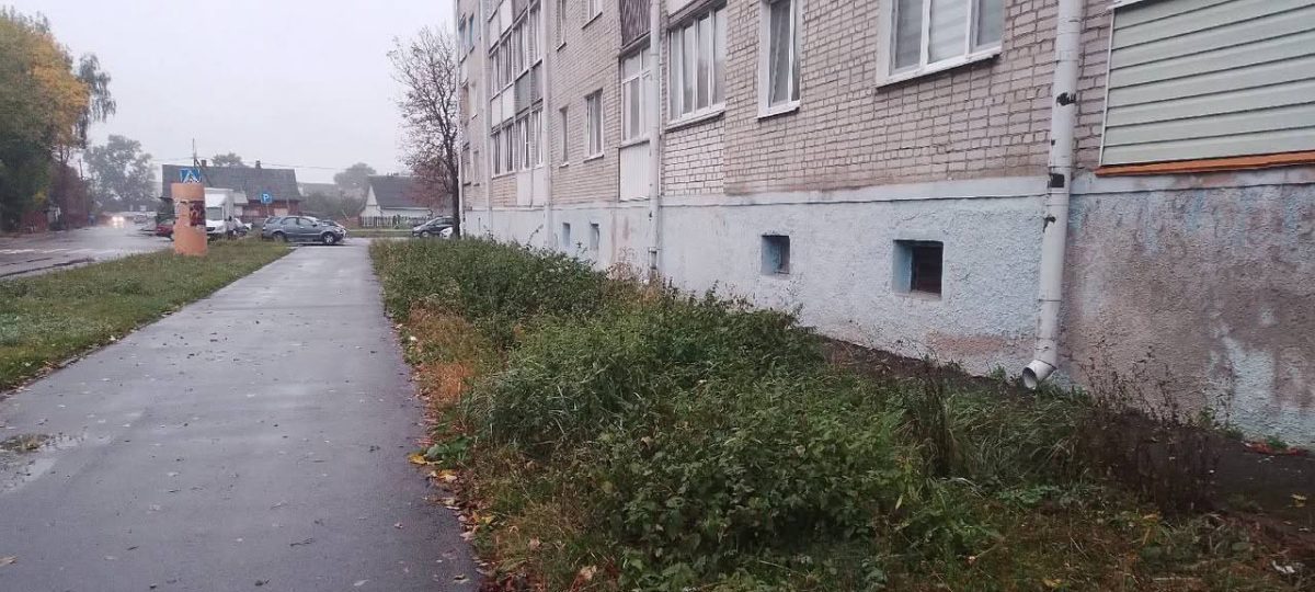 непокошенная трава возле пешеходной части дороги