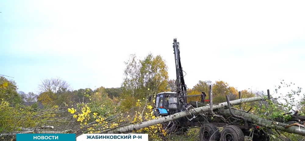 Вырубка деревьев в Жабинковском районе в октябре 2026 года. Скриншот видео ТРК «Брест»